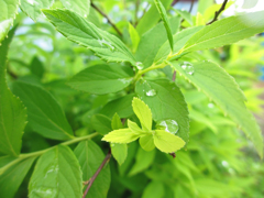 草＋雨