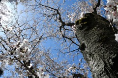 幹と桜