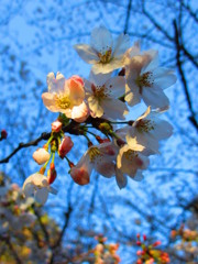 夕方の桜