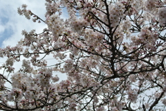 桜満開・・・かな
