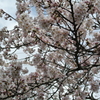 桜満開・・・かな