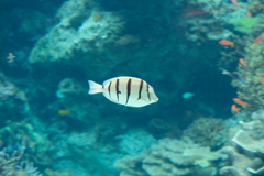 DSCF1084