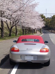 桜