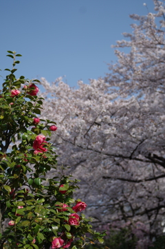 IMGP3748
