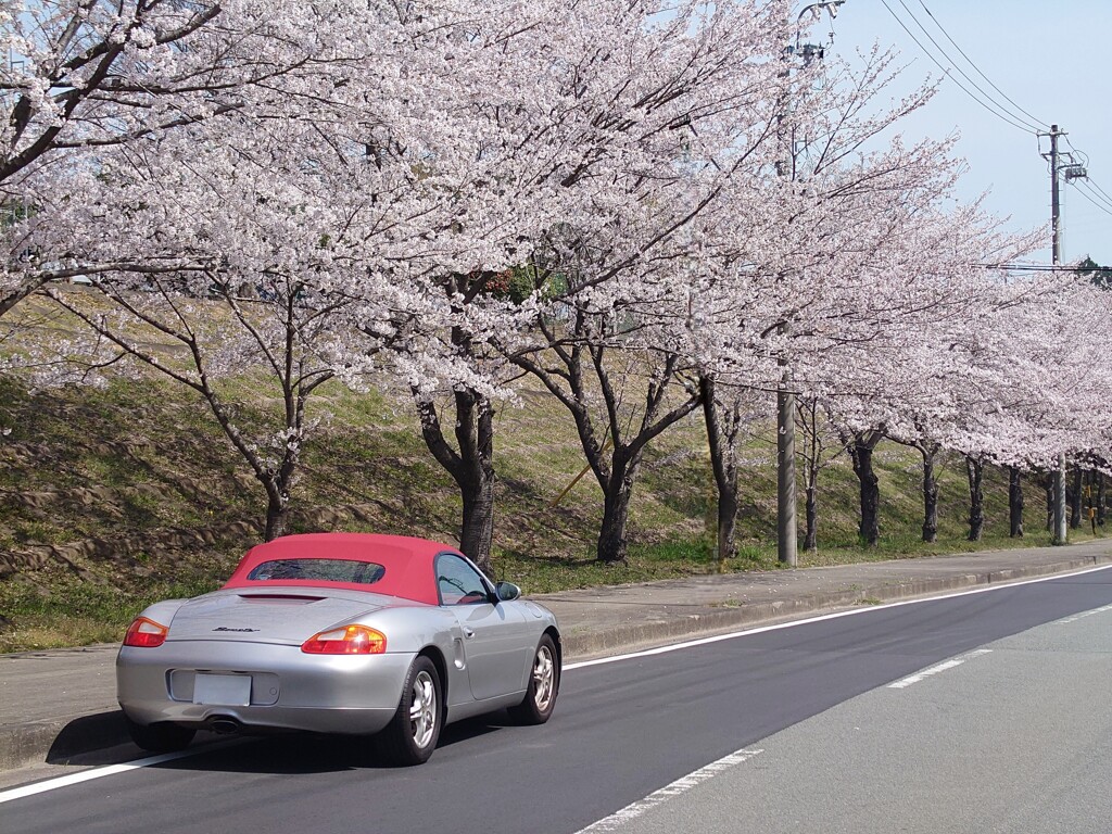 桜