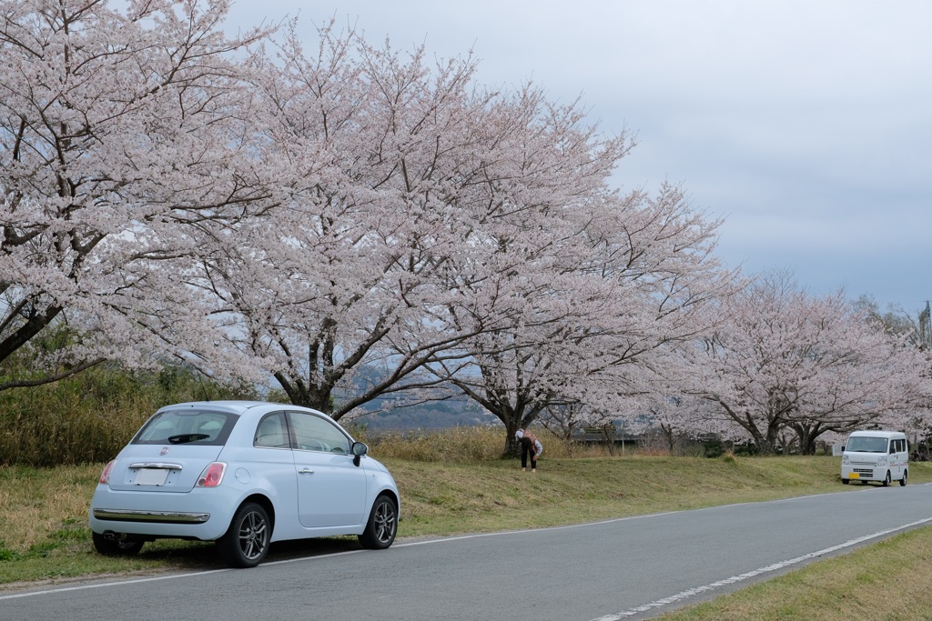 石橋の桜