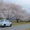 石橋の桜