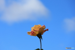 秋空にバラ一輪