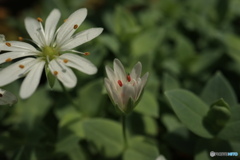 開花するよ