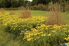 黄色の庭 黄色の庭