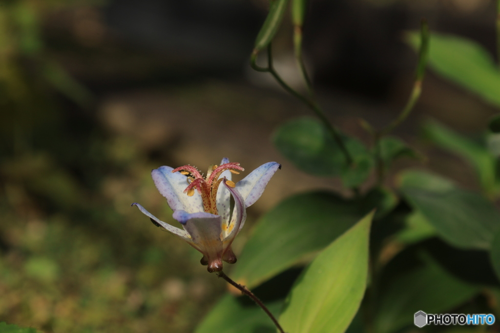 晩秋の好古園19