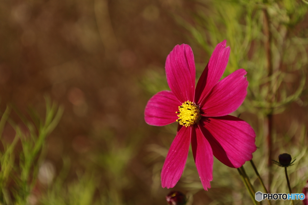 まだコスモス咲いてます