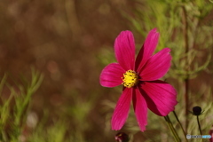 まだコスモス咲いてます