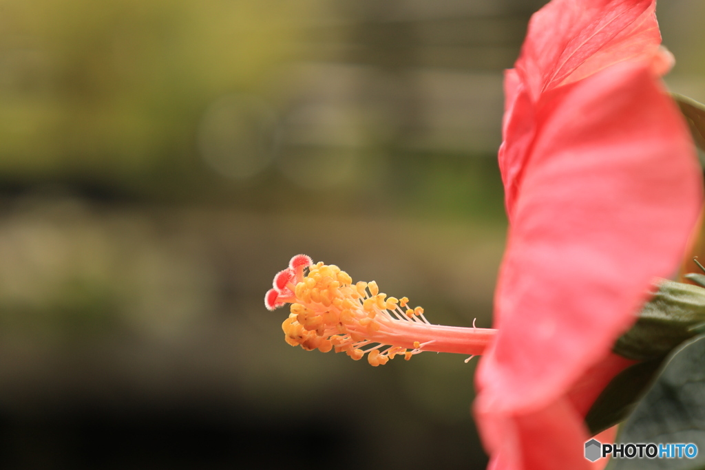 ピンクハイビスカス