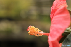 ピンクハイビスカス