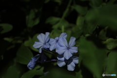 ルリマツリ