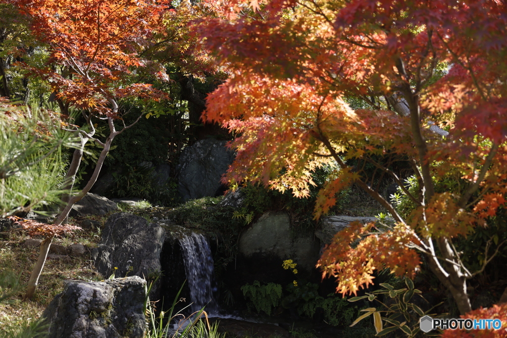 晩秋の相楽園25