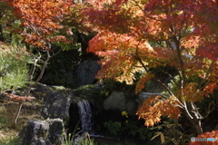 晩秋の相楽園25