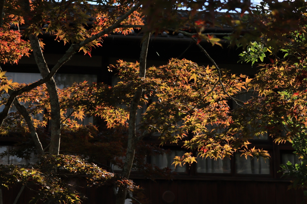 2025四国一人旅4-7