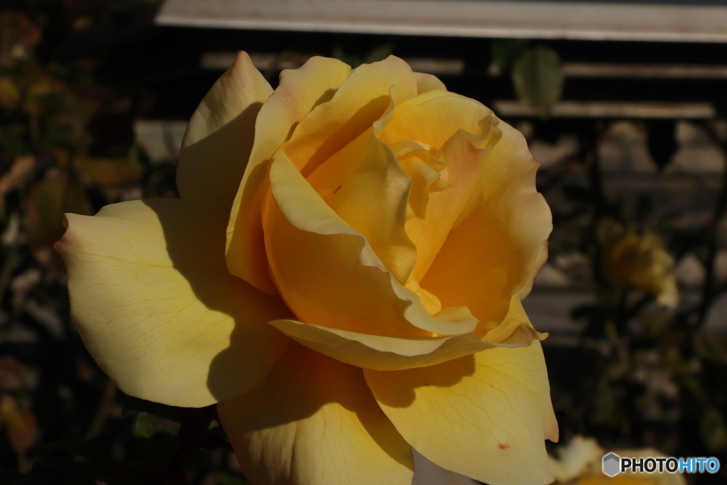 薔薇をアップで3