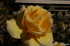 薔薇をアップで3