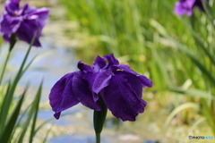 621菖蒲10