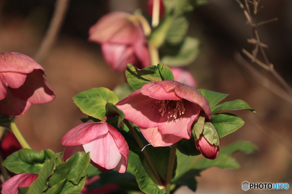 クリスマスローズ