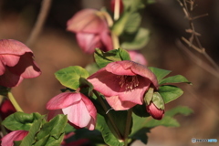 クリスマスローズ