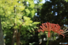 彼岸花12