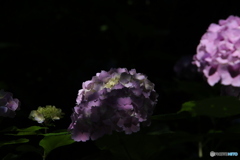 6/29紫陽花59