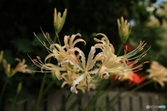彼岸花15