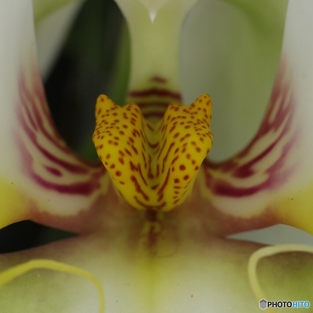 近接撮影3 洋ラン