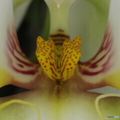 近接撮影3 洋ラン