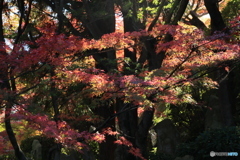 2025四国一人旅5-19