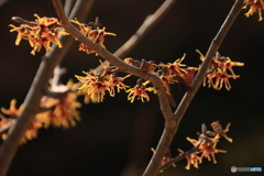 ひかりに揺れる満作