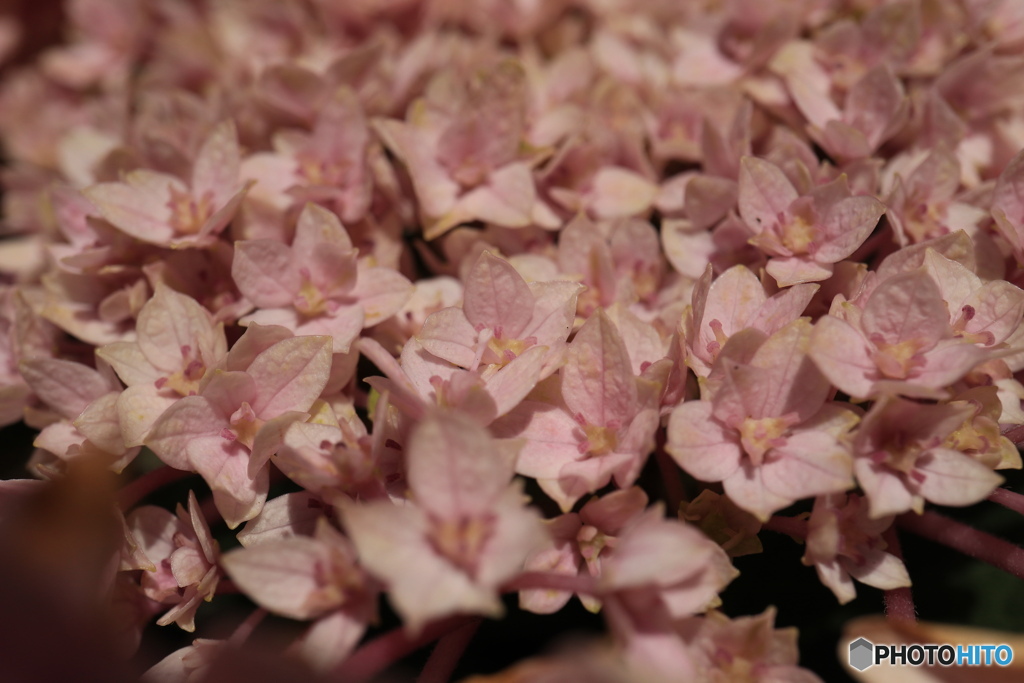 ピンク紫陽花