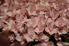 ピンク紫陽花