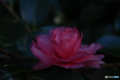 2025四国一人旅4-2