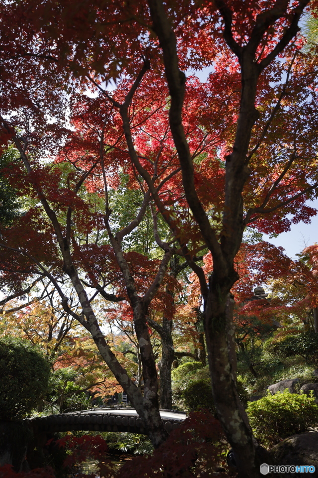 晩秋の相楽園28