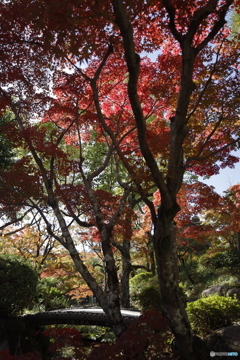 晩秋の相楽園28