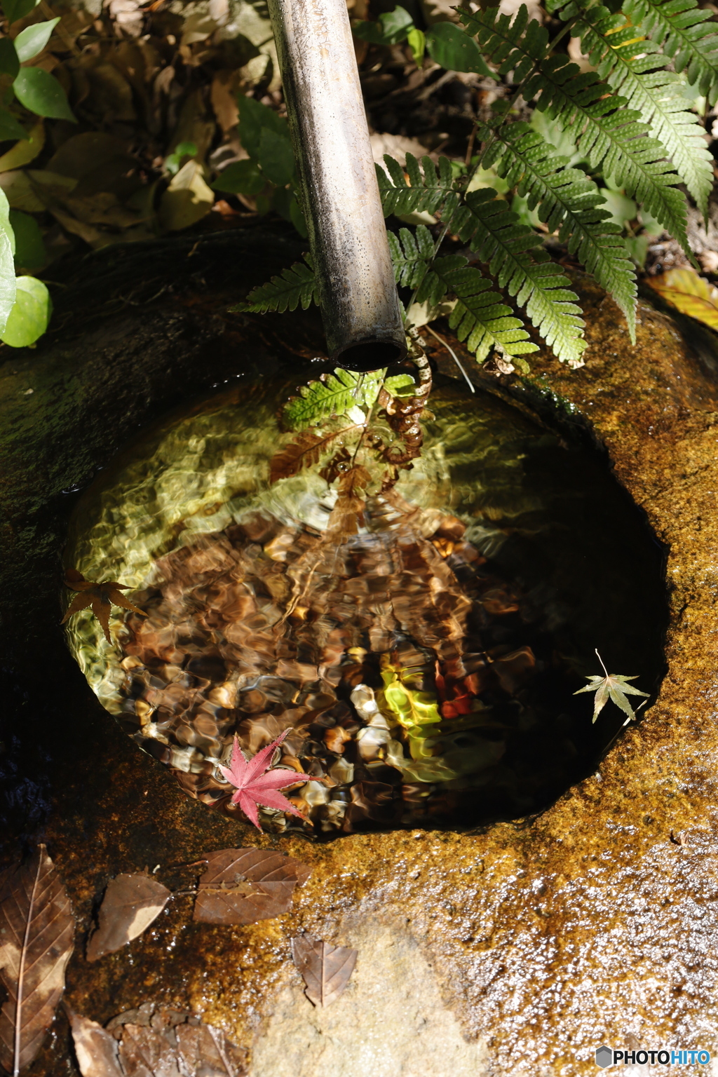 晩秋の相楽園18