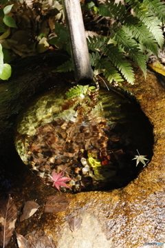 晩秋の相楽園18