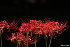 彼岸花27