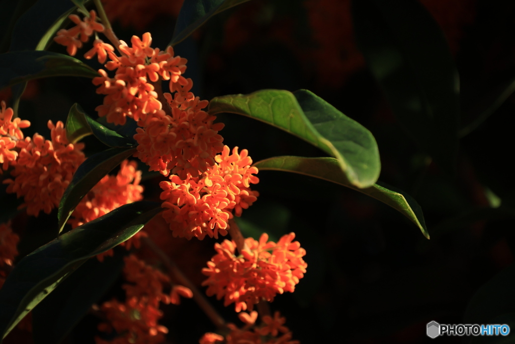 明石公園の秋 6