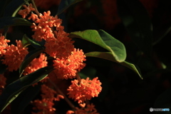 明石公園の秋 6