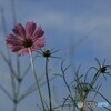 コスモス