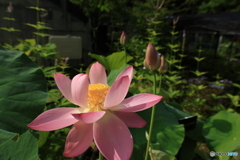 蓮の花3