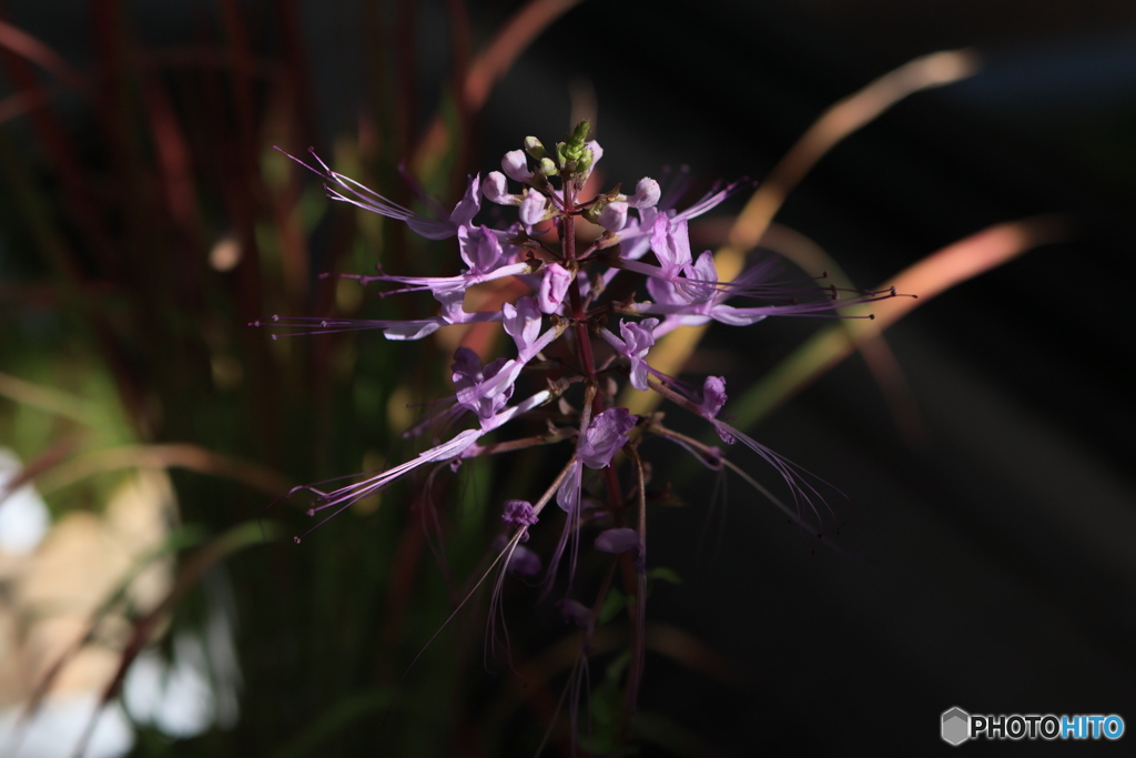 秋の山野草展34