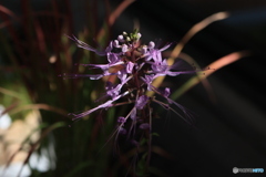 秋の山野草展34