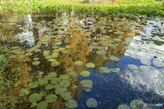 離宮公園の池面から